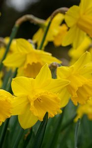 Preview wallpaper daffodils, flowers, plant, yellow