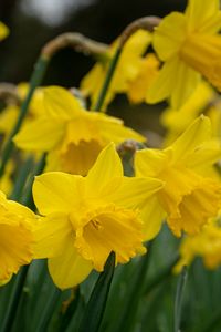 Preview wallpaper daffodils, flowers, plant, yellow