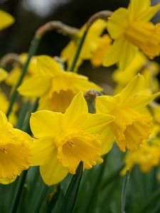 Preview wallpaper daffodils, flowers, plant, yellow