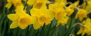 Preview wallpaper daffodils, flowers, plant, yellow