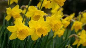 Preview wallpaper daffodils, flowers, plant, yellow