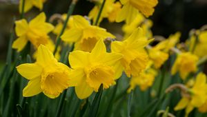 Preview wallpaper daffodils, flowers, plant, yellow