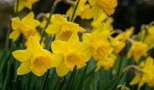 Preview wallpaper daffodils, flowers, plant, yellow