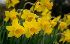 Preview wallpaper daffodils, flowers, plant, yellow