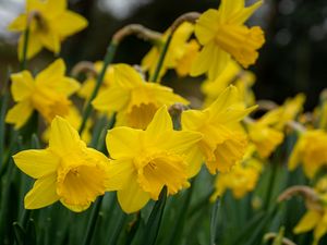 Preview wallpaper daffodils, flowers, plant, yellow