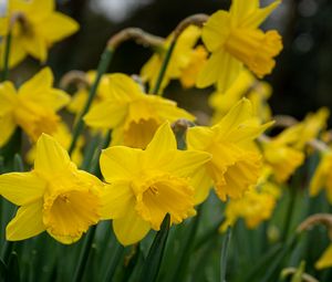 Preview wallpaper daffodils, flowers, plant, yellow