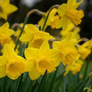 Preview wallpaper daffodils, flowers, plant, yellow