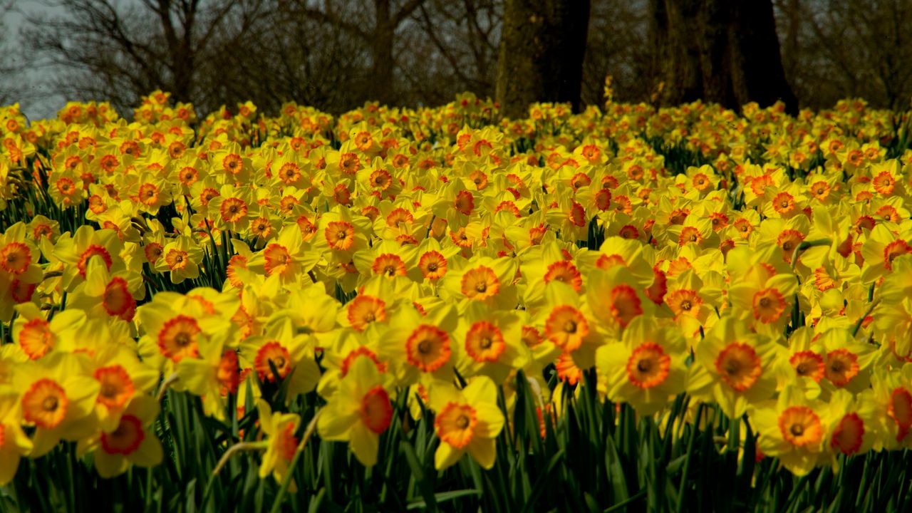 Wallpaper daffodils, flowers, plant, many