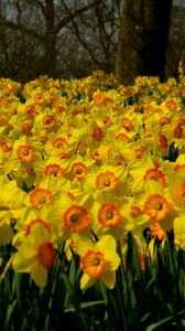 Preview wallpaper daffodils, flowers, plant, many