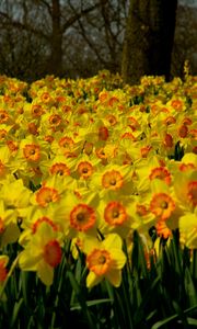 Preview wallpaper daffodils, flowers, plant, many