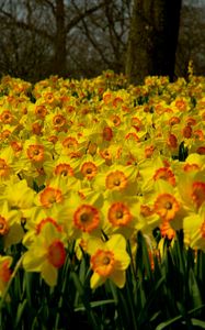 Preview wallpaper daffodils, flowers, plant, many