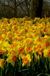 Preview wallpaper daffodils, flowers, plant, many