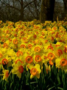 Preview wallpaper daffodils, flowers, plant, many