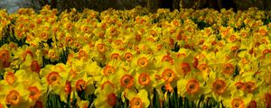 Preview wallpaper daffodils, flowers, plant, many