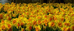 Preview wallpaper daffodils, flowers, plant, many