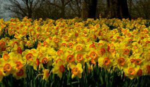 Preview wallpaper daffodils, flowers, plant, many