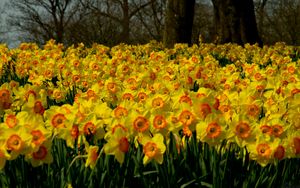 Preview wallpaper daffodils, flowers, plant, many