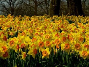 Preview wallpaper daffodils, flowers, plant, many