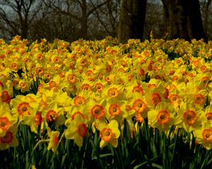 Preview wallpaper daffodils, flowers, plant, many