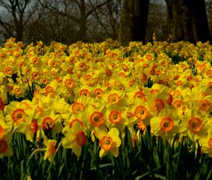 Preview wallpaper daffodils, flowers, plant, many