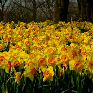 Preview wallpaper daffodils, flowers, plant, many