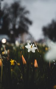 Preview wallpaper daffodils, flowers, plants, drops, spring, macro