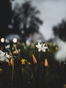 Preview wallpaper daffodils, flowers, plants, drops, spring, macro