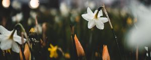 Preview wallpaper daffodils, flowers, plants, drops, spring, macro