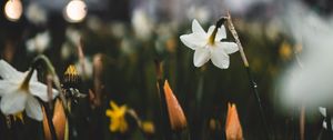 Preview wallpaper daffodils, flowers, plants, drops, spring, macro