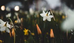 Preview wallpaper daffodils, flowers, plants, drops, spring, macro