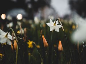 Preview wallpaper daffodils, flowers, plants, drops, spring, macro