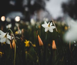 Preview wallpaper daffodils, flowers, plants, drops, spring, macro