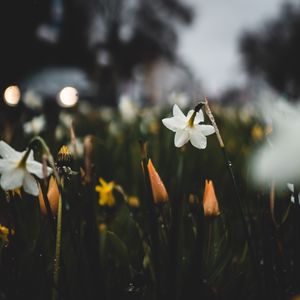 Preview wallpaper daffodils, flowers, plants, drops, spring, macro