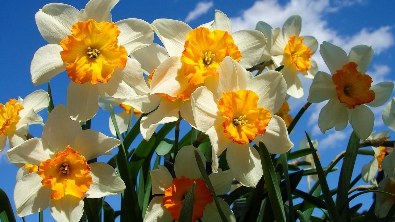 Wallpaper daffodils, flowers, sky, spring, flowerbed, sunny