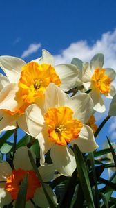 Preview wallpaper daffodils, flowers, sky, spring, flowerbed, sunny