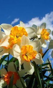 Preview wallpaper daffodils, flowers, sky, spring, flowerbed, sunny