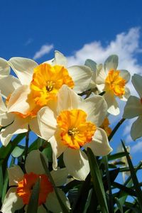 Preview wallpaper daffodils, flowers, sky, spring, flowerbed, sunny