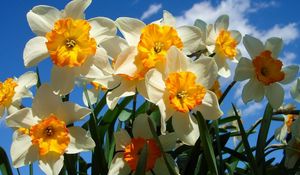 Preview wallpaper daffodils, flowers, sky, spring, flowerbed, sunny