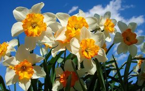 Preview wallpaper daffodils, flowers, sky, spring, flowerbed, sunny