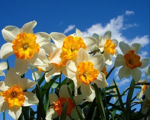 Preview wallpaper daffodils, flowers, sky, spring, flowerbed, sunny