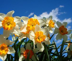 Preview wallpaper daffodils, flowers, sky, spring, flowerbed, sunny