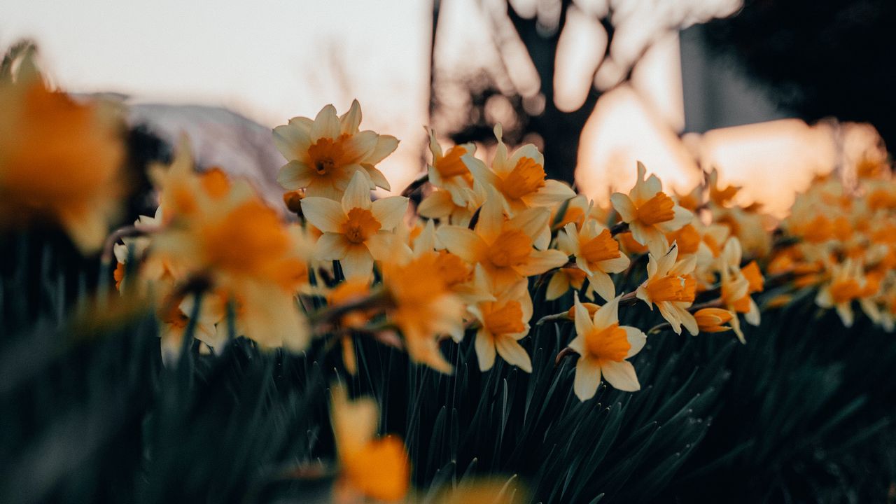 Wallpaper daffodils, flowers, spring, plant