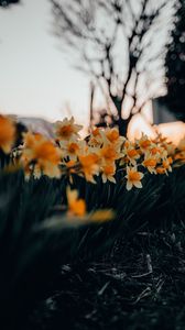 Preview wallpaper daffodils, flowers, spring, plant