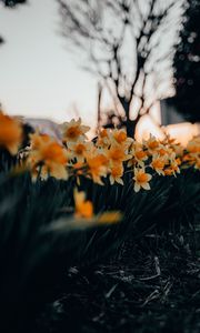 Preview wallpaper daffodils, flowers, spring, plant