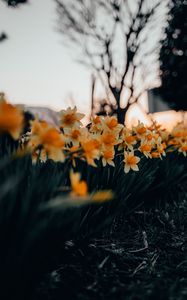 Preview wallpaper daffodils, flowers, spring, plant