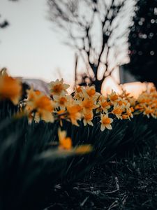 Preview wallpaper daffodils, flowers, spring, plant