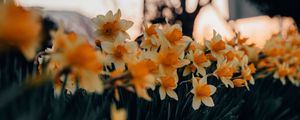 Preview wallpaper daffodils, flowers, spring, plant