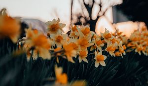 Preview wallpaper daffodils, flowers, spring, plant