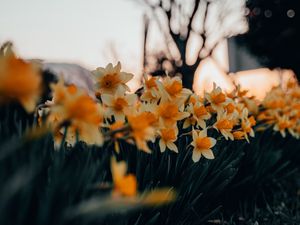 Preview wallpaper daffodils, flowers, spring, plant