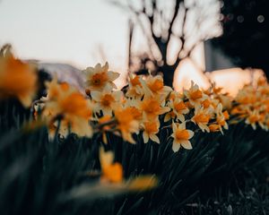 Preview wallpaper daffodils, flowers, spring, plant